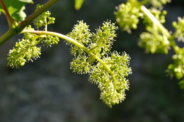Comment traiter la vigne sans risquer d’amende pendant la floraison