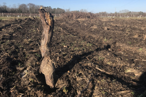 Un sondage pour chiffrer l'arrachage des vignes à 2 500 et 4 000 €/ha
