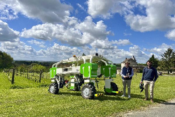Dans les vignes du domaine Paon Perché, des personnes éloignées de l'emploi renouent avec un travail salarié