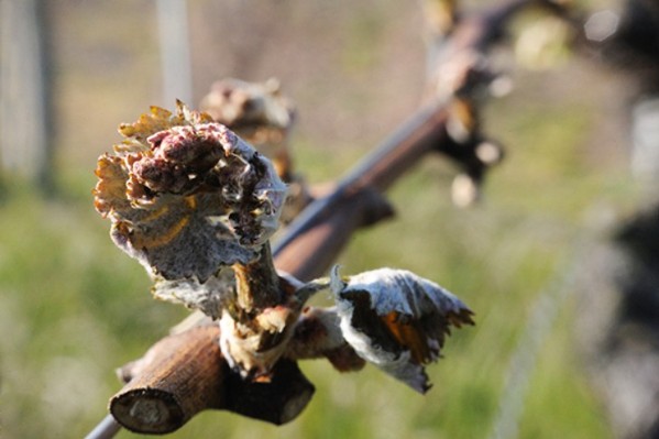 77 % de pertes sur 3 000 hectares de vigne après le gel