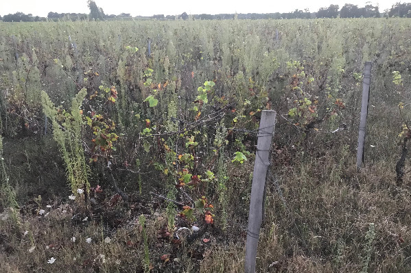 Le gouvernement se friche des vignes à l’abandon tonnent les vins AOC
