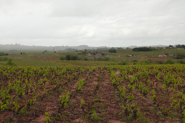 Après la pluie... la pluie dans les vignes du Beaujolais