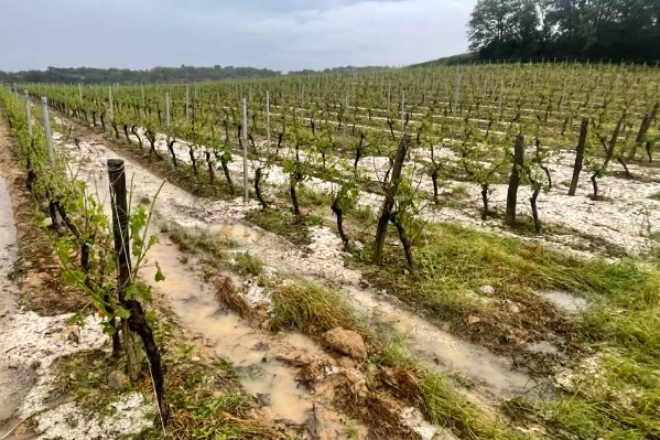 Après la grêle, 'on pourrait croire que les viticulteurs ont passé le taille-haies !'