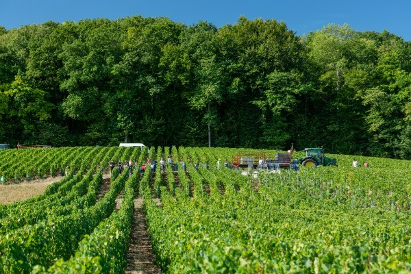 Un plan d'action pour la sécurisation de l’emploi saisonnier dans les vignes