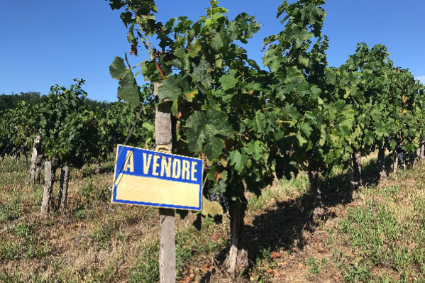 Le prix du foncier défoncé dans le vignoble