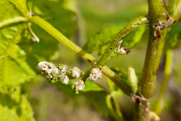 Ça ne file pas droit dans les vignes du Muscadet