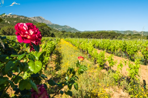 Un début de millésime idéal pour les vignerons corses