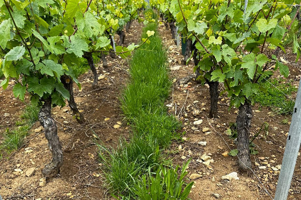 Les vignes aux prises avec l’herbe et le mildiou