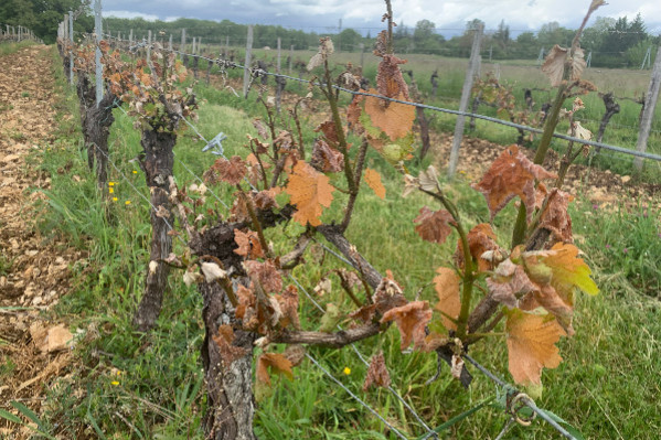 Les vins de Cahors veulent passer de l’écoute aux actes gouvernementaux