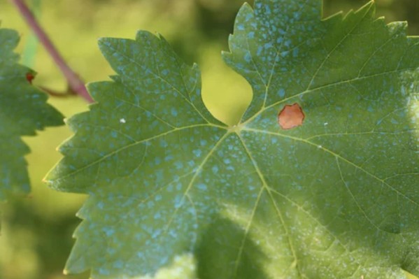 La bouillie bordelaise responsable des odeurs d’œuf pourri dans le vin