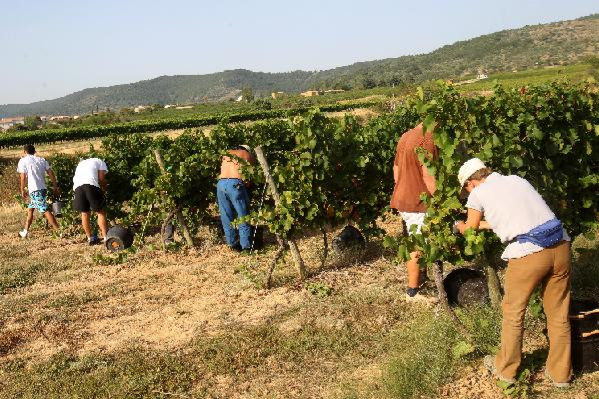 Pourquoi confier ses vendanges manuelles à un prestataire de service est 'illicite' dans le Vaucluse