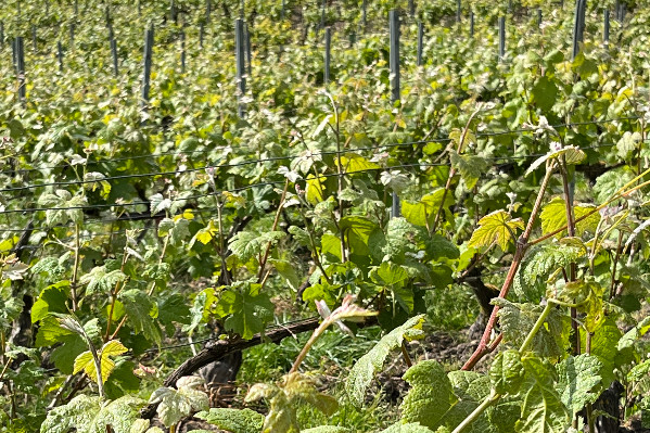 Le mildiou sous contrôle dans les vignes de Champagne
