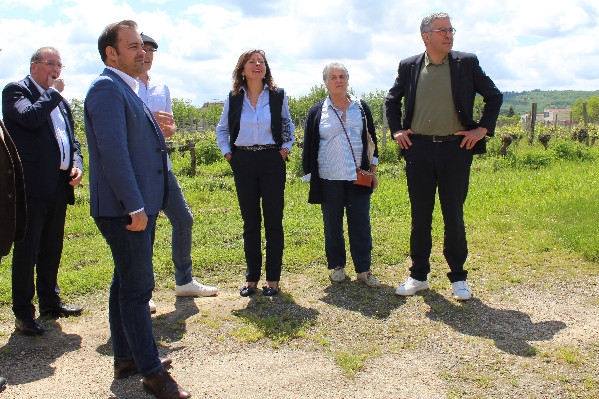 Aide régionale à la trésorerie des vignes gelées