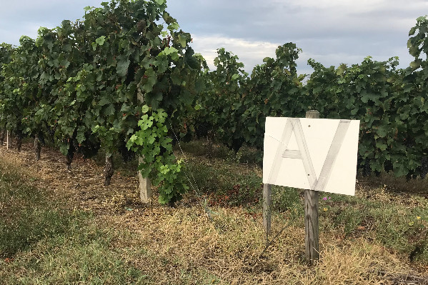 'Il faut mener une réforme fiscale globale' de la transmission viticole, mais pas dans la loi d’orientation agricole