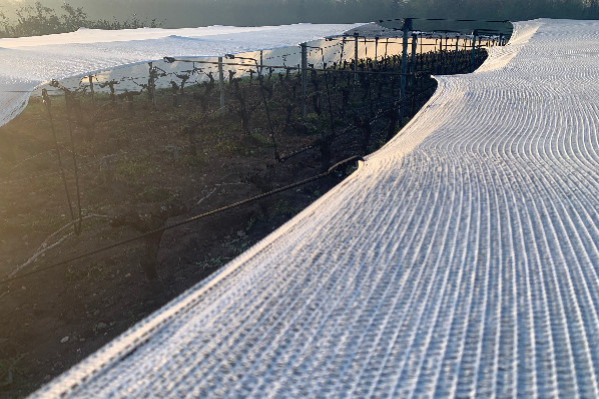 L’INAO prêt à lever le voile de l’antigel et le filet d’ombrage sur les vignes AOC