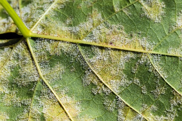 Le cuivre reste incontournable contre le mildiou