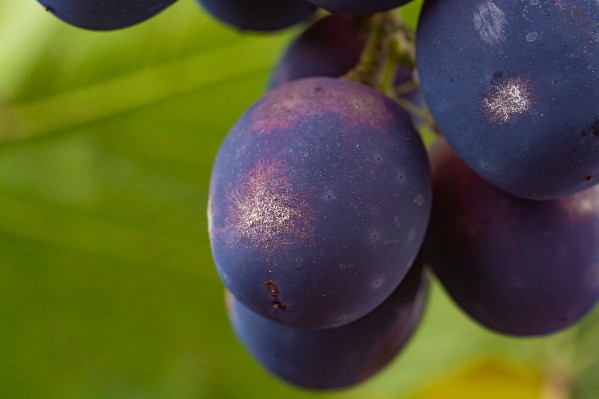 Pensez-vous bien connaître le cuivre, votre allié anti-mildiou ?
