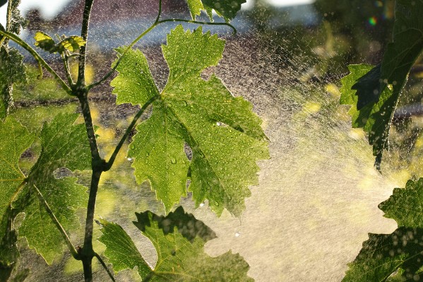 Le cuivre, des solutions anti-mildiou précieuses qu’il faut préserver