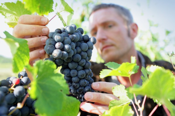 Un livre blanc pour tout savoir sur le cuivre en viticulture