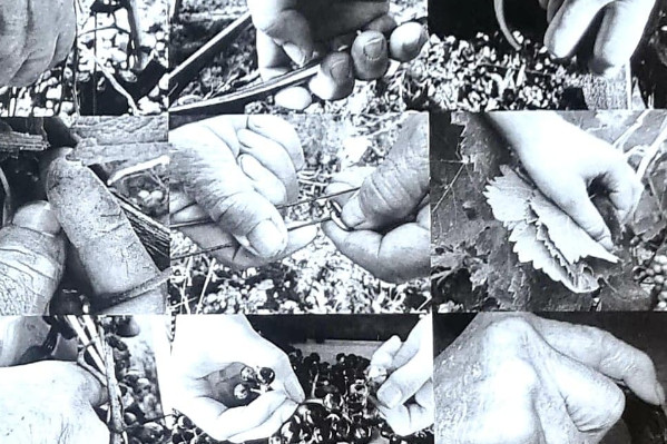 35 propositions radicales pour une charte sociale de l’emploi viticole