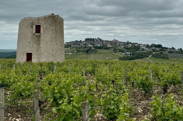 Les vignerons face à la plus forte pression mildiou depuis 20 ans
