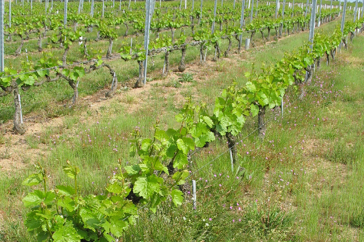 Un itinéraire d'entretien des sols de vignes économe et sans herbicide dans le Beaujolais