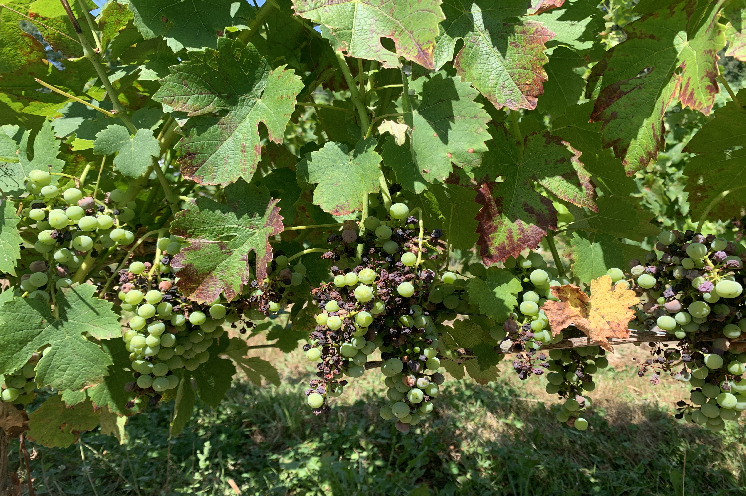 Lorsque le black-rot menace les vignes bio, l'application d'hydrogénocarbonates en renfort du cuivre et du soufre peut faire la différence