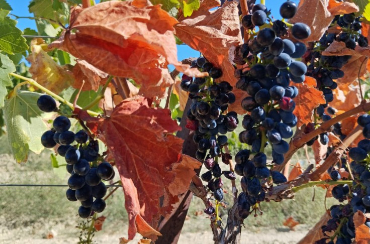 Could alcohol make vines more drought-resistant? Could alcohol make vines more drought-resistant?