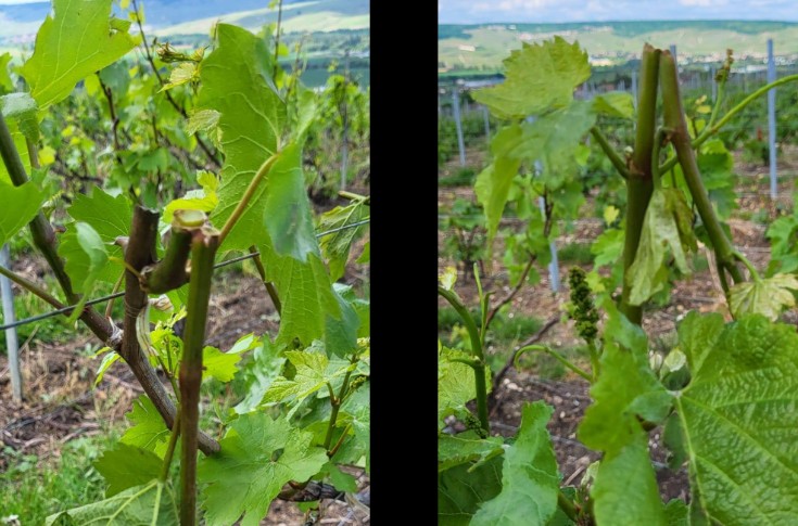 Des dégâts de grêle sur 500 à 1000 hectares de vigne en Champagne