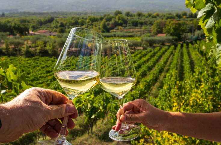 Le vignoble français en avance ou à la traîne sur les variétés résistantes ?
