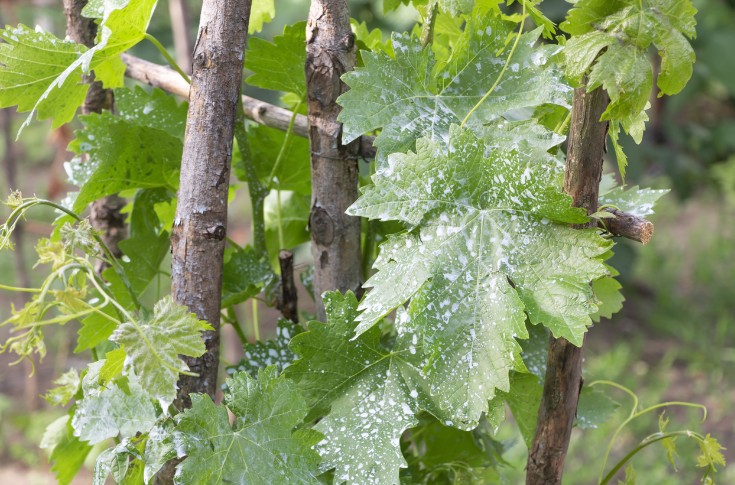 Déjà 2, 3, voire 4 traitements contre le mildiou et le black-rot dans le vignoble