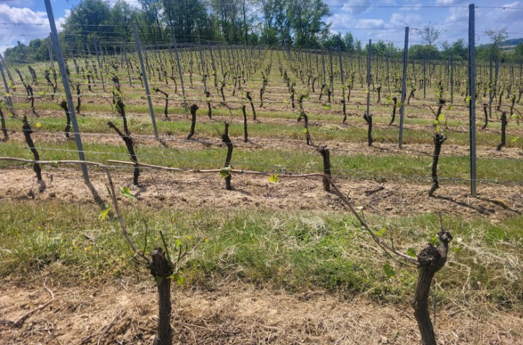 100 hectares de vigne à retailler après la grêle