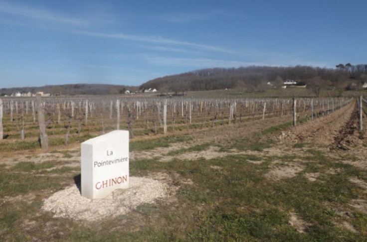 Chinon promotes its designated vineyard sites Chinon promotes its designated vineyard sites