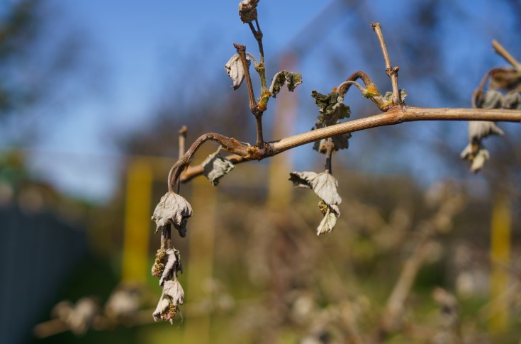 Le gel épargne la vigne pour la première fois en 4 ans