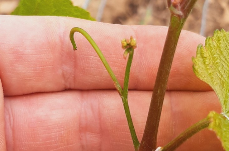 Les sorties de pinot noir, seul bémol d’un début de saison parfait