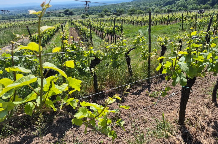 Début de millésime sans pluie ni maladies dans les vignes d’Alsace