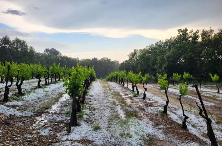 La grêle s'abat sur des vignes du Languedoc, du Var, d’Irouléguy, de Savoie, de Champagne…