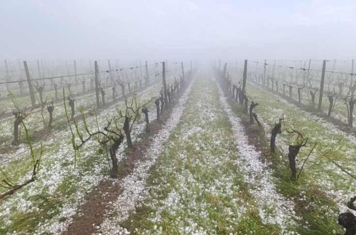 Les orages ravagent des centaines d'hectares de vignes dans le Sud-Ouest