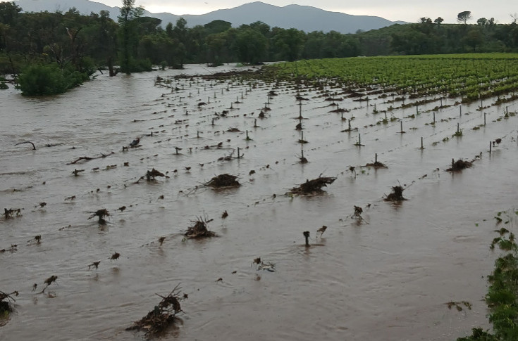 Vignes inondées, grêlées, couchées et déterrées... 