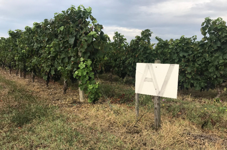 -500 000 €/ha à Pauillac, -25 000 €/ha à Cognac, la crise viticole touche le foncier