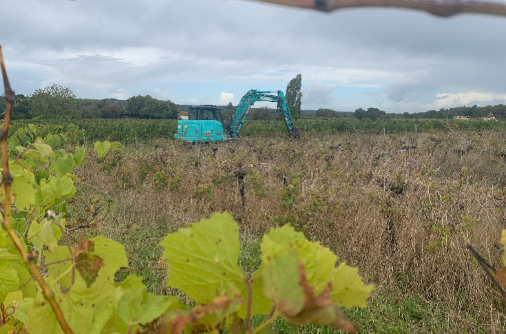 Les 1 500 € d’amende contre les vignes en friche arrivent au Sénat