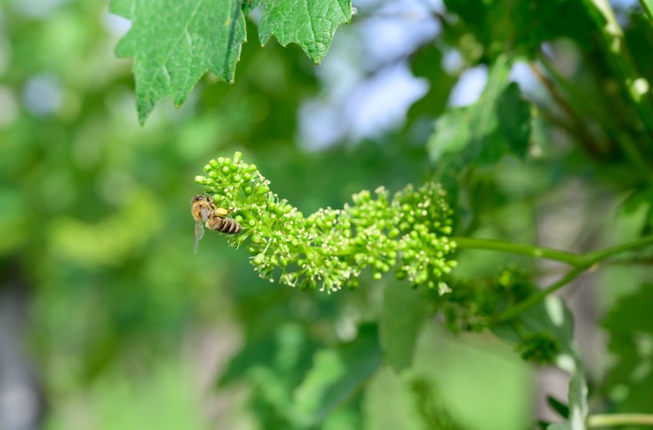 Ils mettent leurs vignes arrachées au profit des abeilles