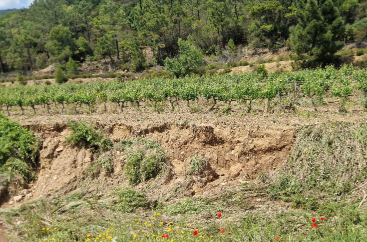 1re dérogation et 1re déception pour le traitement par drone des vignes grêlées et inondées