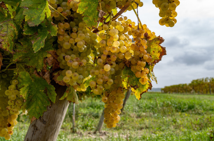 Cognac ne veut pas submerger le marché des vins, mais peut-il l’éviter ?