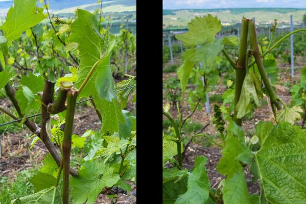 Des dégâts de grêle sur 500 à 1000 hectares de vigne en Champagne