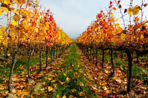 Composter les feuilles de vigne pour réduire la pression mildiou