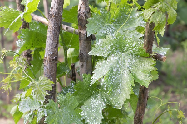 Déjà 2, 3, voire 4 traitements contre le mildiou et le black-rot dans le vignoble