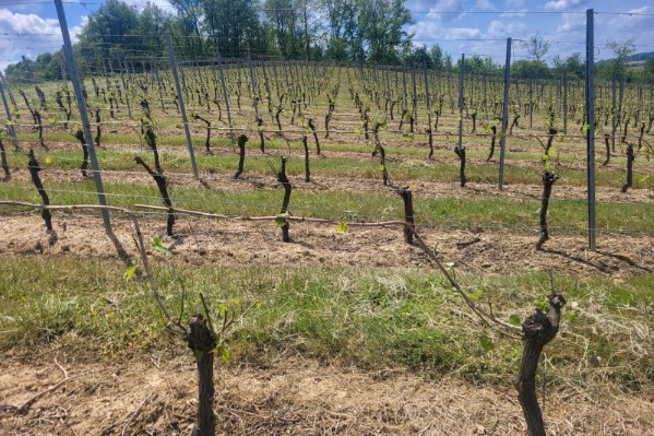100 hectares de vigne à retailler après la grêle
