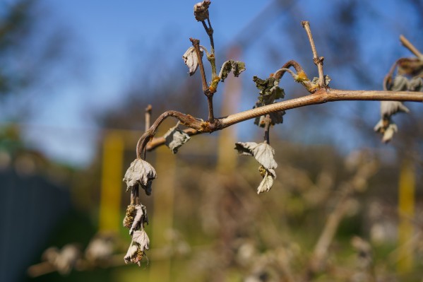Le gel épargne la vigne pour la première fois en 4 ans