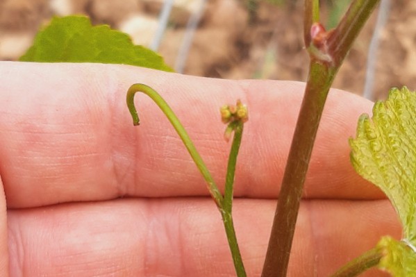 Les sorties de pinot noir, seul bémol d’un début de saison parfait